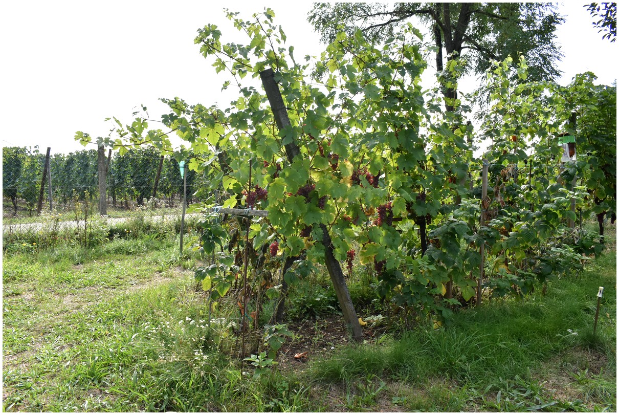 Des pieds de vignes
